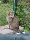 Adult Tiger Tabby longing to leave fenced in yard