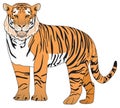 Adult tiger vector drawing on isolated white background Royalty Free Stock Photo