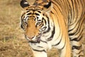 Adult tiger walking slowly