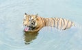 An adult tiger in the Wildlife Park, Indonesia, yawns with its mouth open showing its big teeth while soaking