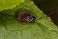 Adult Toe-winged Beetle