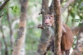 Adult Toque Macaque Monkey in Wilpattu National Park in northwest Sri Lanka Royalty Free Stock Photo