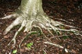 Adult Tree Roots - Portra 400 Film Royalty Free Stock Photo