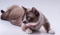 Spotted munchkin with short legs in a red collar looks to the left while lying in the studio on a white background Royalty Free Stock Photo