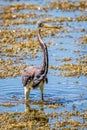 Adult tricolored heron fishing in the pond alone