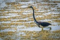 Adult tricolored heron fishing in the pond alone