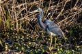 Adult tricolored heron fishing in the pond alone