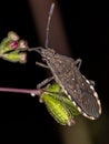 Adult True Bug Royalty Free Stock Photo
