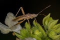 Adult True Bug Royalty Free Stock Photo