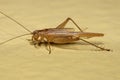 Adult True Cricket Royalty Free Stock Photo