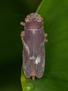 Adult True Hopper with selective focus Royalty Free Stock Photo