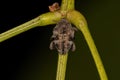 Adult True Weevil Royalty Free Stock Photo