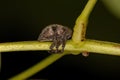 Adult True Weevil Royalty Free Stock Photo