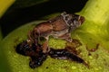 Adult True Weevil Royalty Free Stock Photo