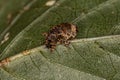 Adult True Weevil Royalty Free Stock Photo