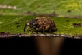 Adult True Weevil Royalty Free Stock Photo