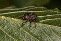 Adult true Weevil Royalty Free Stock Photo