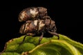 Adult True Weevil Royalty Free Stock Photo