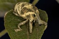 Adult True Weevil Royalty Free Stock Photo