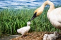 An adult Trumpeter swan with cygnets in their nest at a pond. Royalty Free Stock Photo