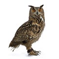 Turkmenian Eagle owl / bubo bubo turcomanus sitting side ways isolated on white background looking over shoulder in lens