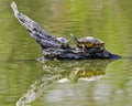 Adult turtle and baby sit on driftwood with water reflections.