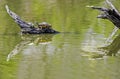 Adult turtle and baby sit on driftwood with water reflections.