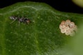 Adult Twig Ant stirring in bug eggs Royalty Free Stock Photo