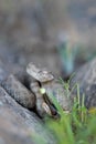 Adult Twin-spotted rattlesnake