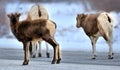 An adult and two bighorns offsprings . Winter in Rockies Royalty Free Stock Photo