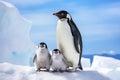 Adult and two chick Penguin resting on ice