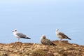 Herring gullsnear Cabo de Sao Vicente, Portugal Royalty Free Stock Photo