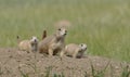Adult and two juvenile prairie dogs on dirt at burrow