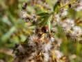 The adult two-spot ladybird (Adalia bipunctata) with two black spots on a red base walking on the plant stem Royalty Free Stock Photo