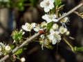 The adult two-spot ladybird Adalia bipunctata on the branch of plum tree in spring with white plum blossoms. Spring garden in a Royalty Free Stock Photo