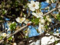 The adult two-spot ladybird Adalia bipunctata on the branch of plum tree in spring with white plum blossoms. Spring garden in a Royalty Free Stock Photo