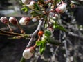 The adult two-spot ladybird Adalia bipunctata on the branch of plum tree in spring with white plum blossoms. Spring garden in a Royalty Free Stock Photo