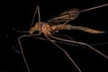 Adult Typical Crane Fly Royalty Free Stock Photo