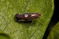 Adult Typical Leafhopper Insect