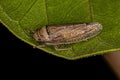 Adult Typical Leafhopper Royalty Free Stock Photo