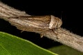 Adult Typical Leafhopper Royalty Free Stock Photo