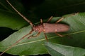 Adult Typical Longhorn Beetle