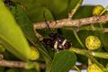 Adult Typical Longhorn Beetles coupling Royalty Free Stock Photo