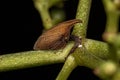 Adult Typical Treehopper