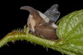 Adult Typical Treehopper