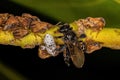 Adult Typical Treehoppers and an Adult Female Stingless Bee