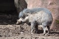 Visayan warty pig