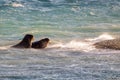 Adult walrus off Devon Island, Nunavut, Canada