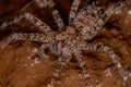 Adult  Wandering Spider Royalty Free Stock Photo