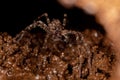 Adult  Wandering Spider Royalty Free Stock Photo